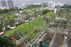urban_farming