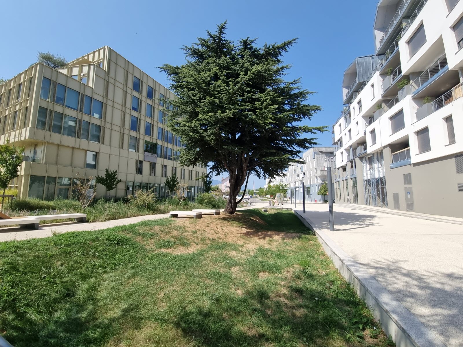 Et si nos villes devenaient des éponges ? La révolution de l’eau s’invite dans les PLU Noue végétalisée en bordure de voirie dans un quartier urbain français